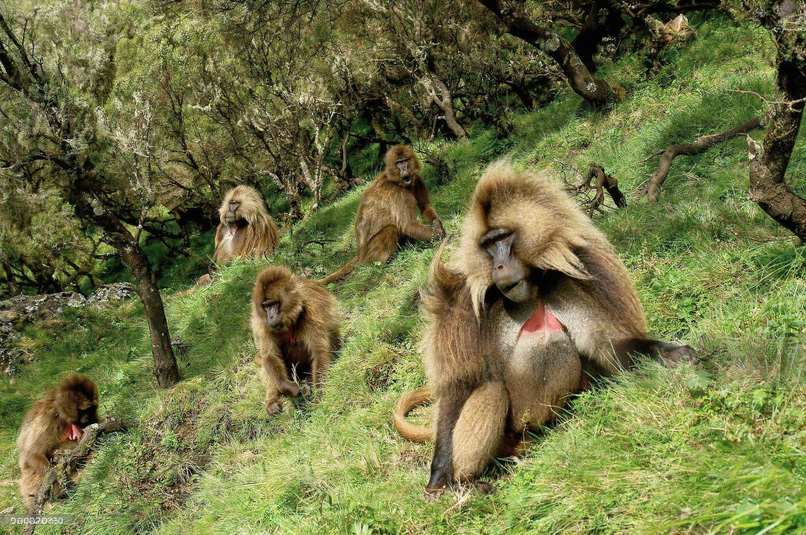 Ethiopia Monkeys